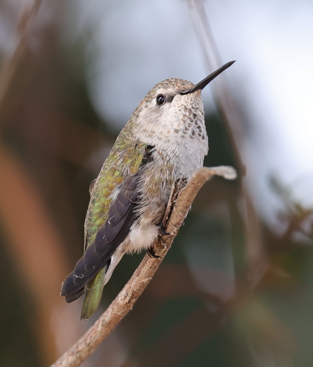 Anna's Hummingbird - ML621416942