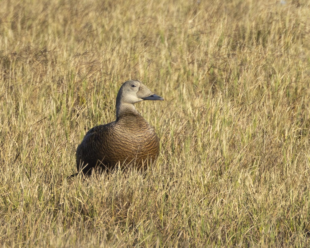 Spectacled Eider - ML621416989