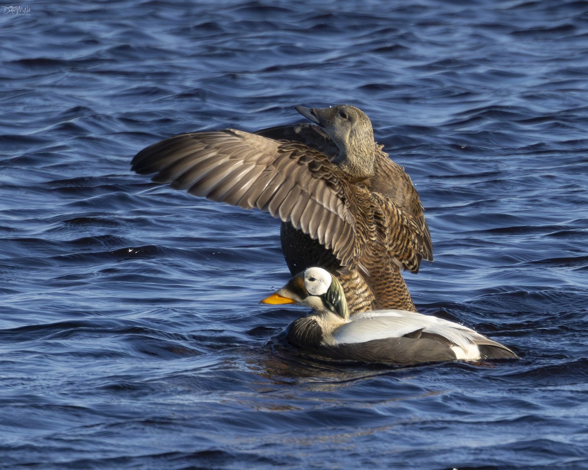 Spectacled Eider - ML621416992