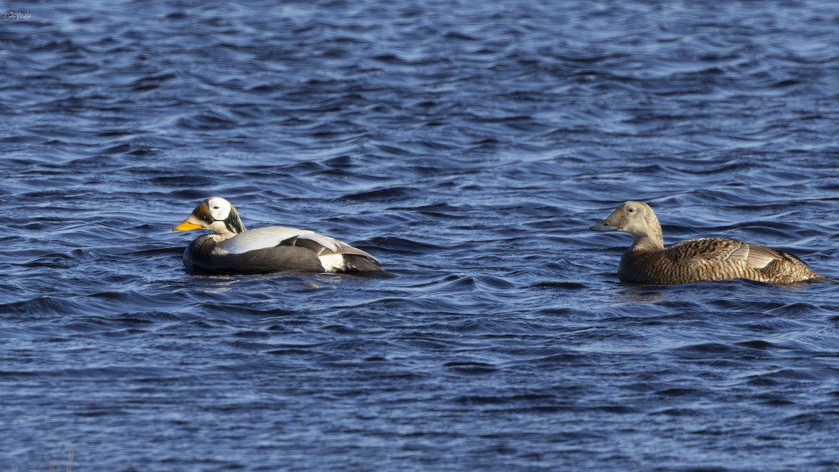 Spectacled Eider - ML621416993