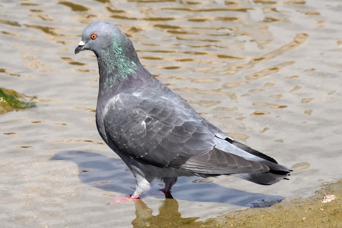 Rock Pigeon (Feral Pigeon) - ML621417000