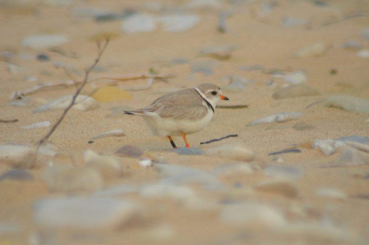 Piping Plover - ML621417194