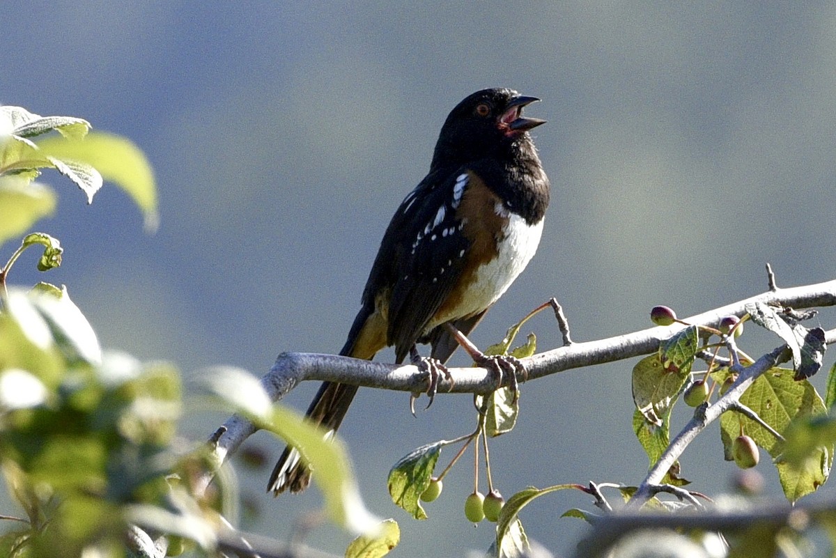 Spotted Towhee - ML621417198