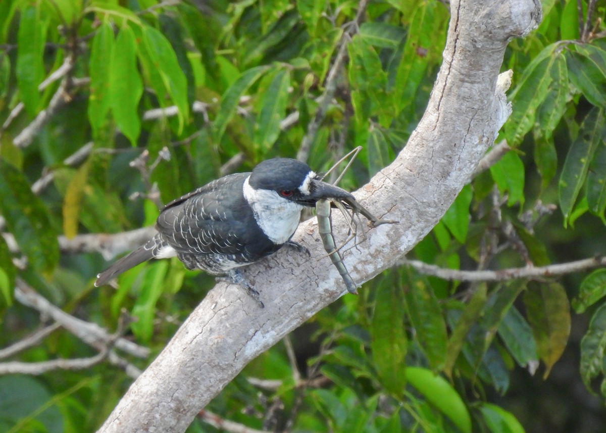 Guianan Puffbird - ML621417217