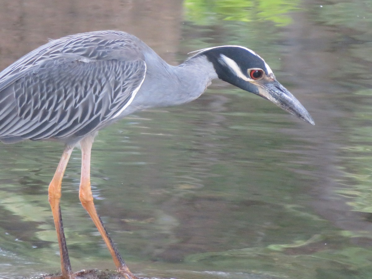 Yellow-crowned Night Heron - ML621417276