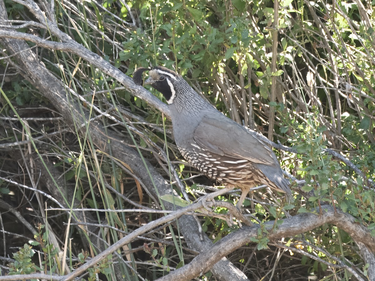 California Quail - Deanne Tucker