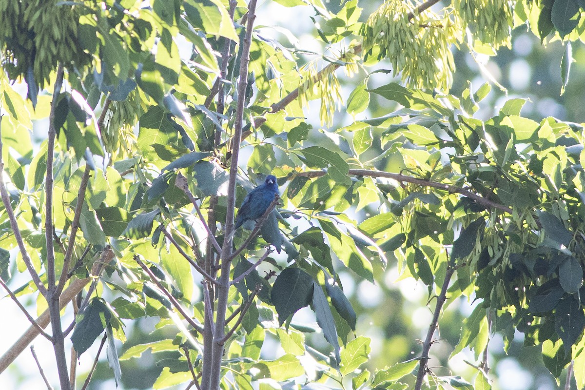 Indigo Bunting - ML621417312