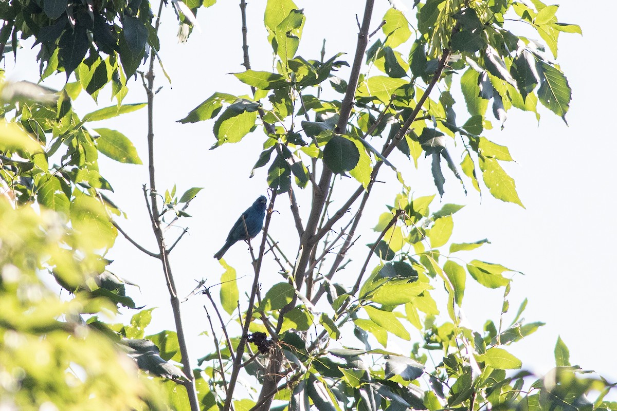 Indigo Bunting - ML621417313