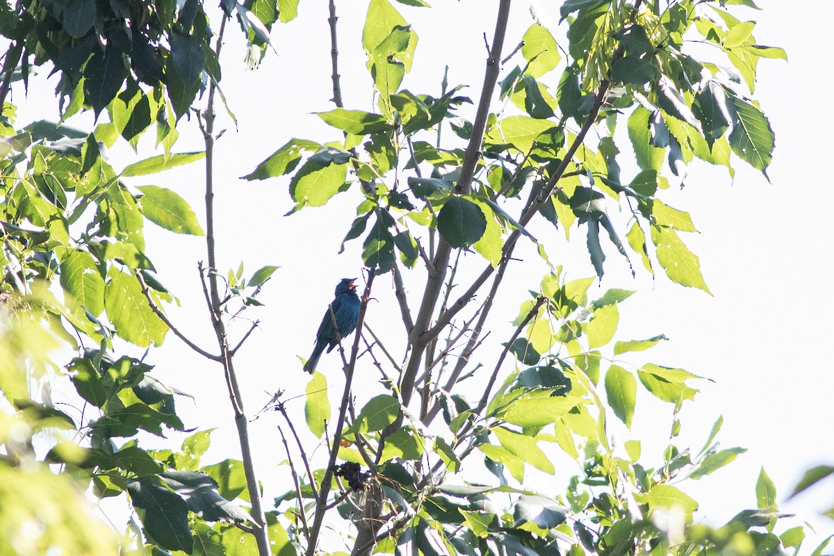 Indigo Bunting - ML621417314