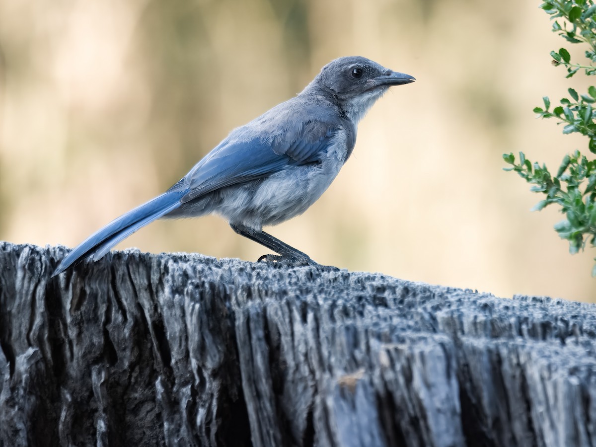 California Scrub-Jay - ML621417327