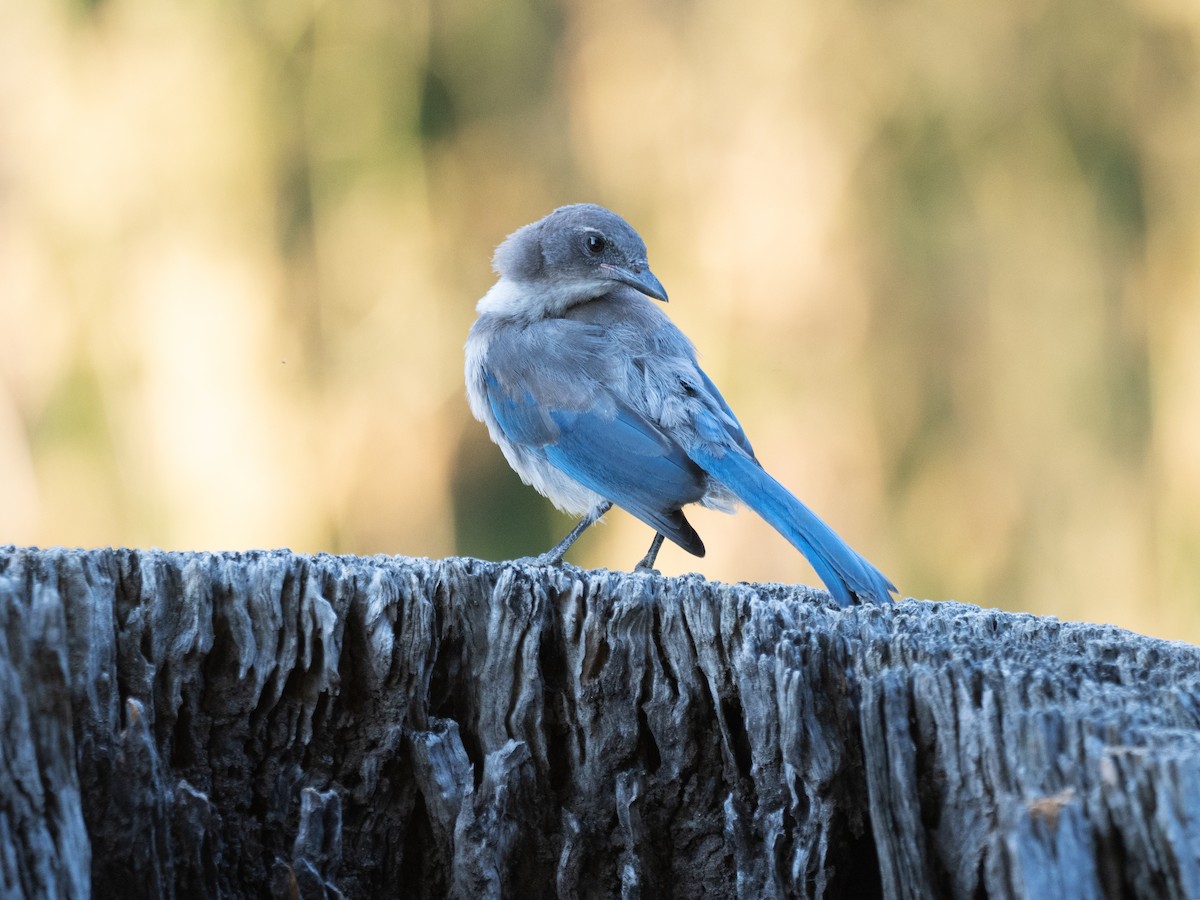 California Scrub-Jay - ML621417328