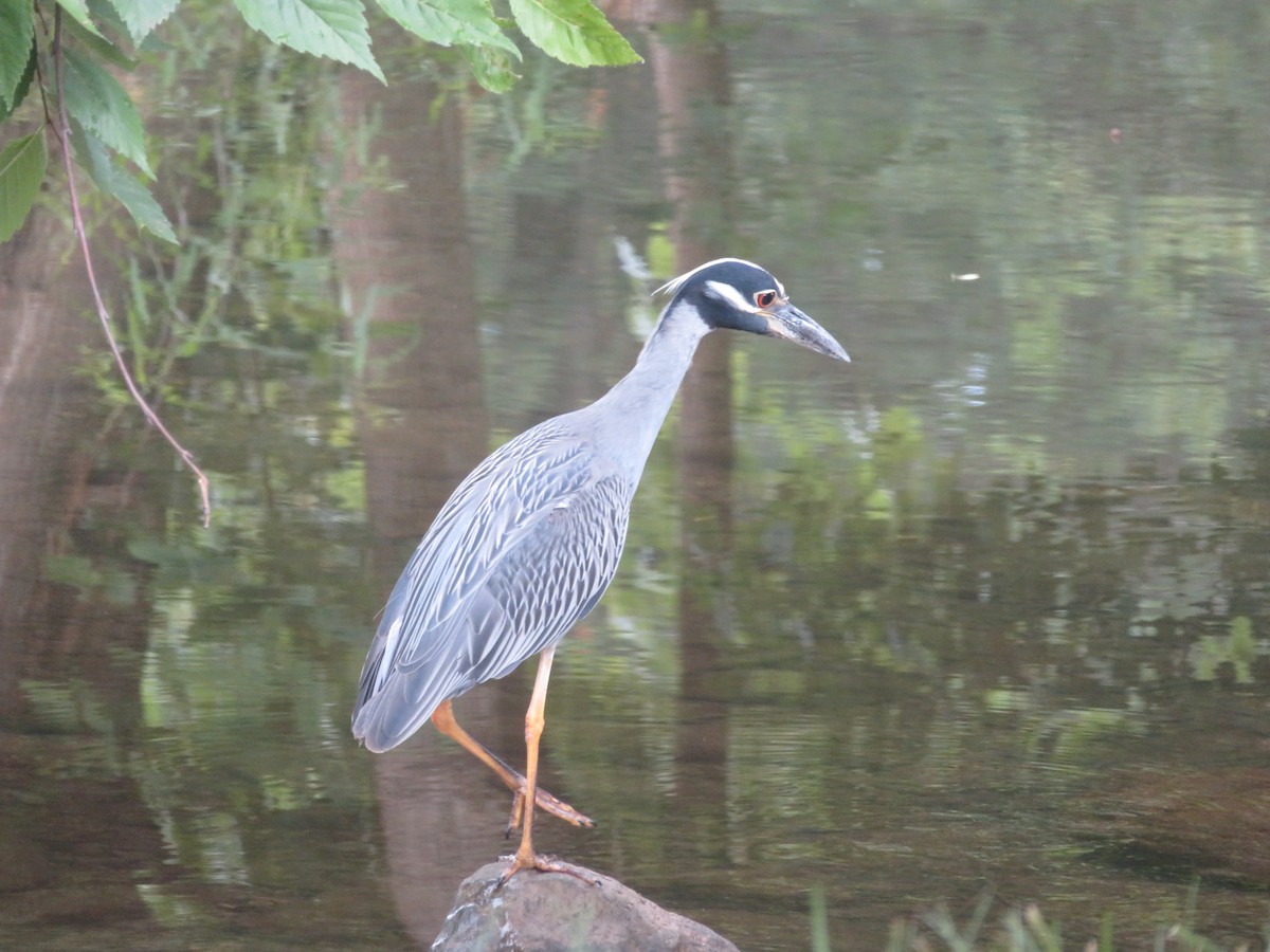 Yellow-crowned Night Heron - ML621417329