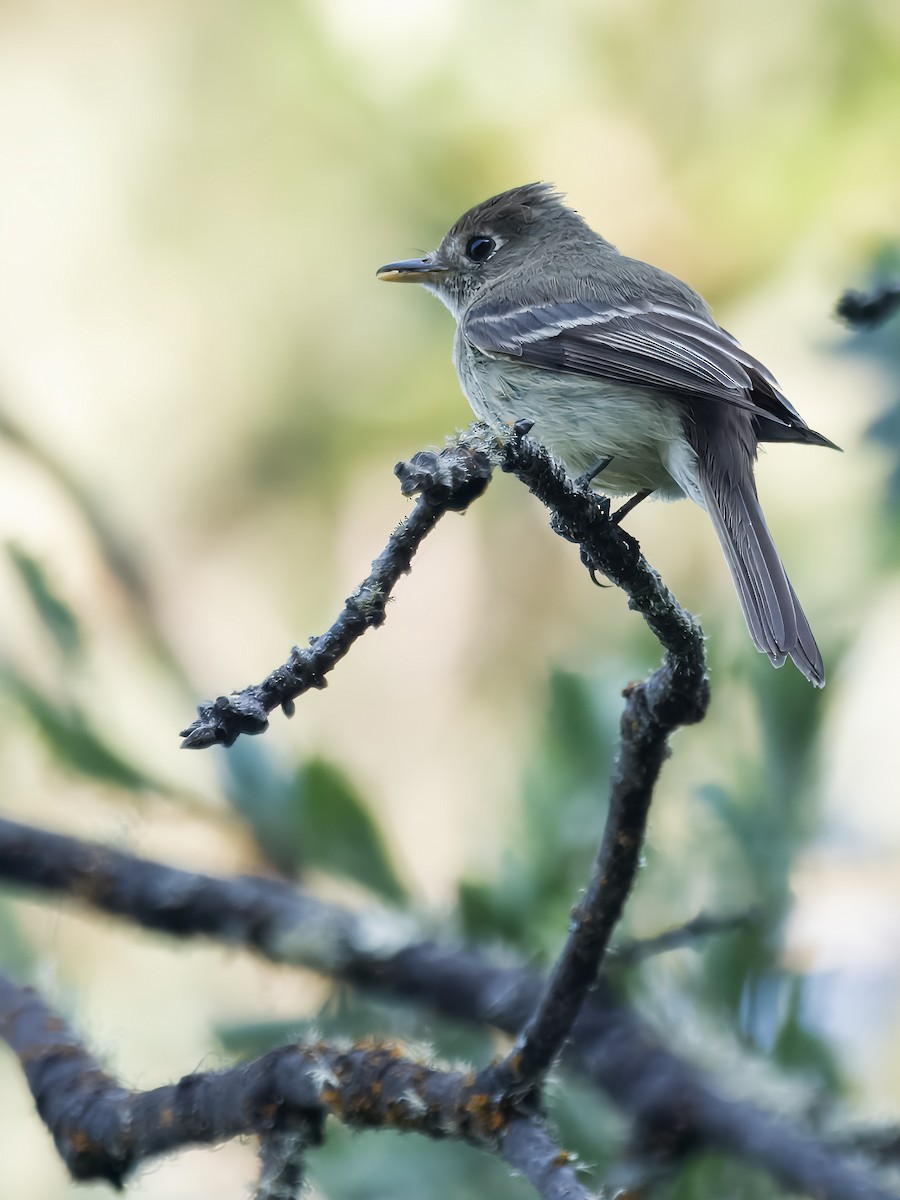 Western Flycatcher - ML621417339