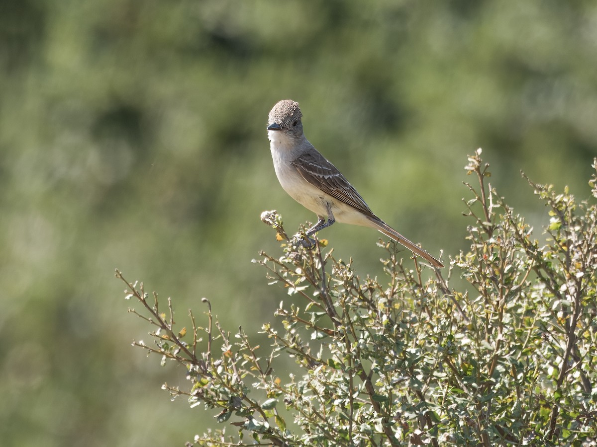 Ash-throated Flycatcher - ML621417345