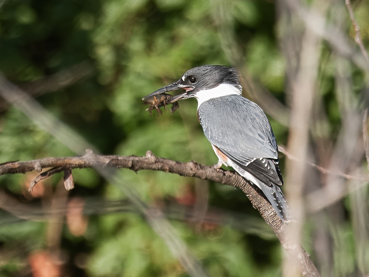 Belted Kingfisher - ML621417347