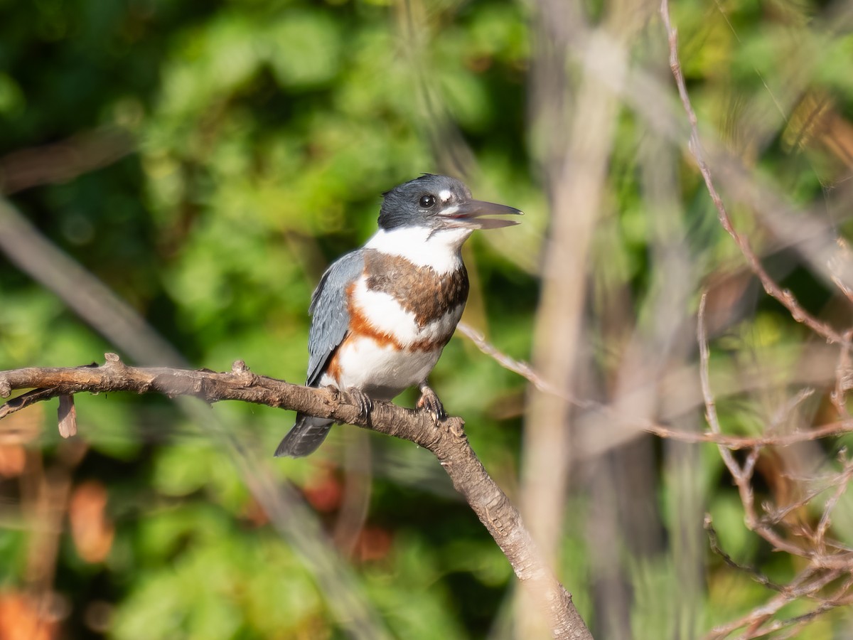 Belted Kingfisher - ML621417349