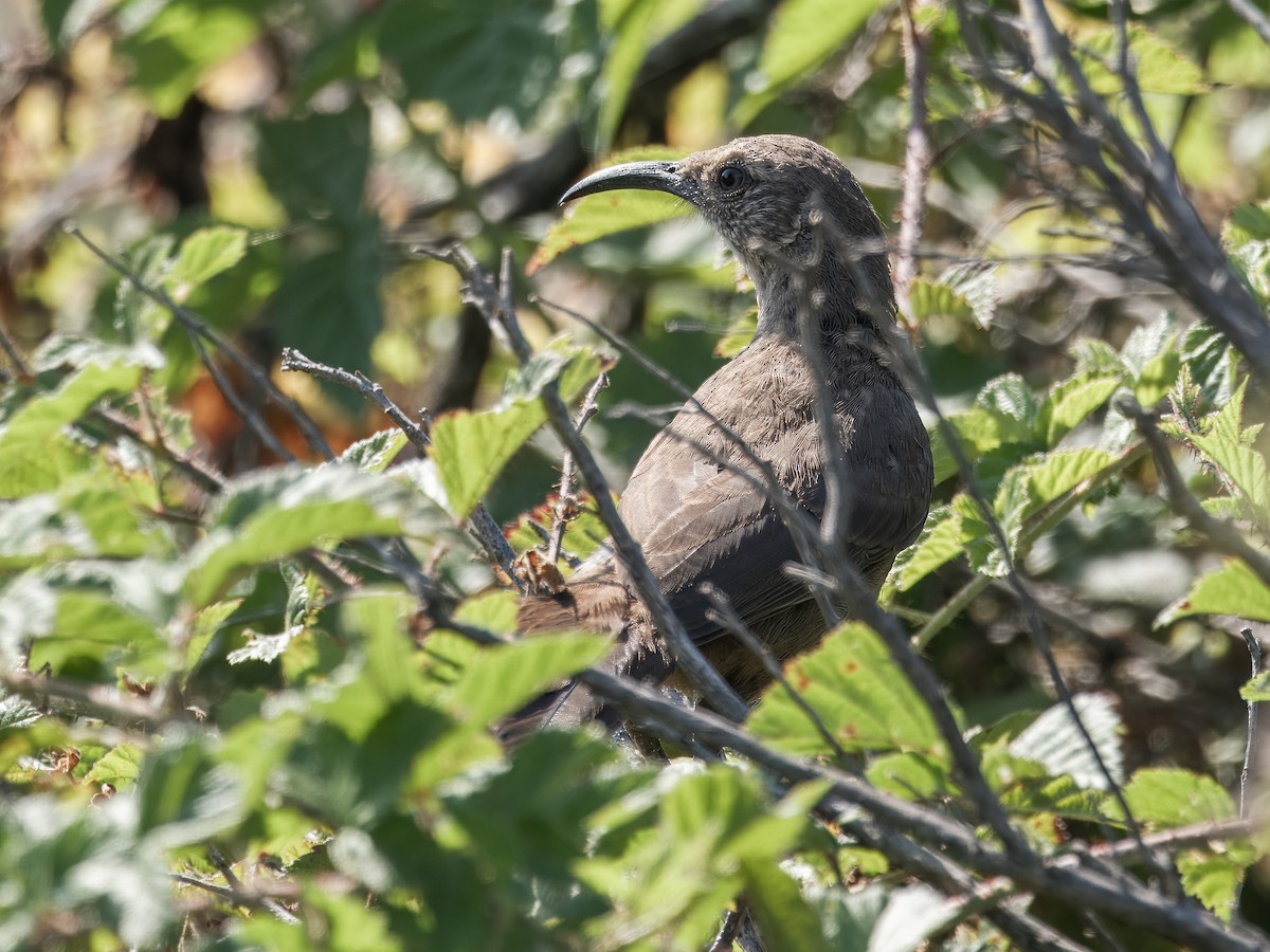 California Thrasher - ML621417355