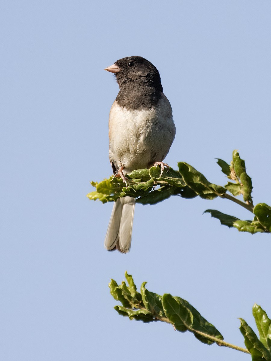 Dark-eyed Junco - Deanne Tucker