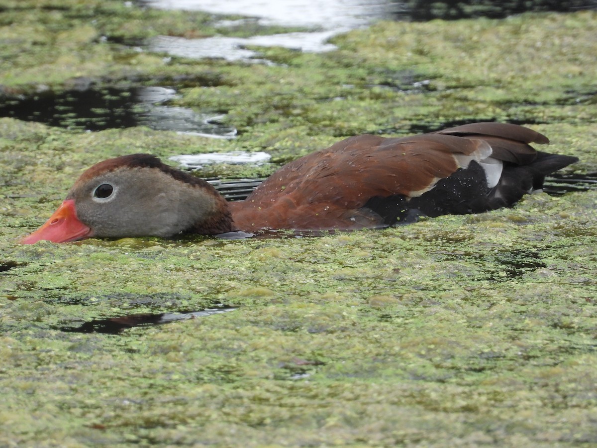 Black-bellied Whistling-Duck - ML621417416