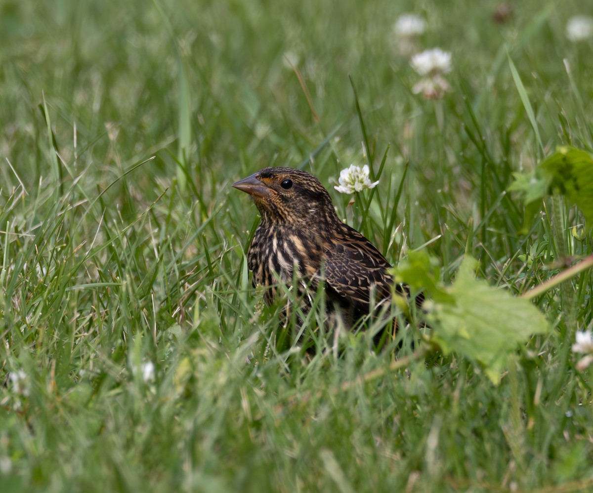 Red-winged Blackbird - ML621417470