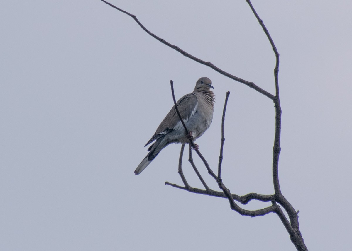 White-winged Dove - ML621417502