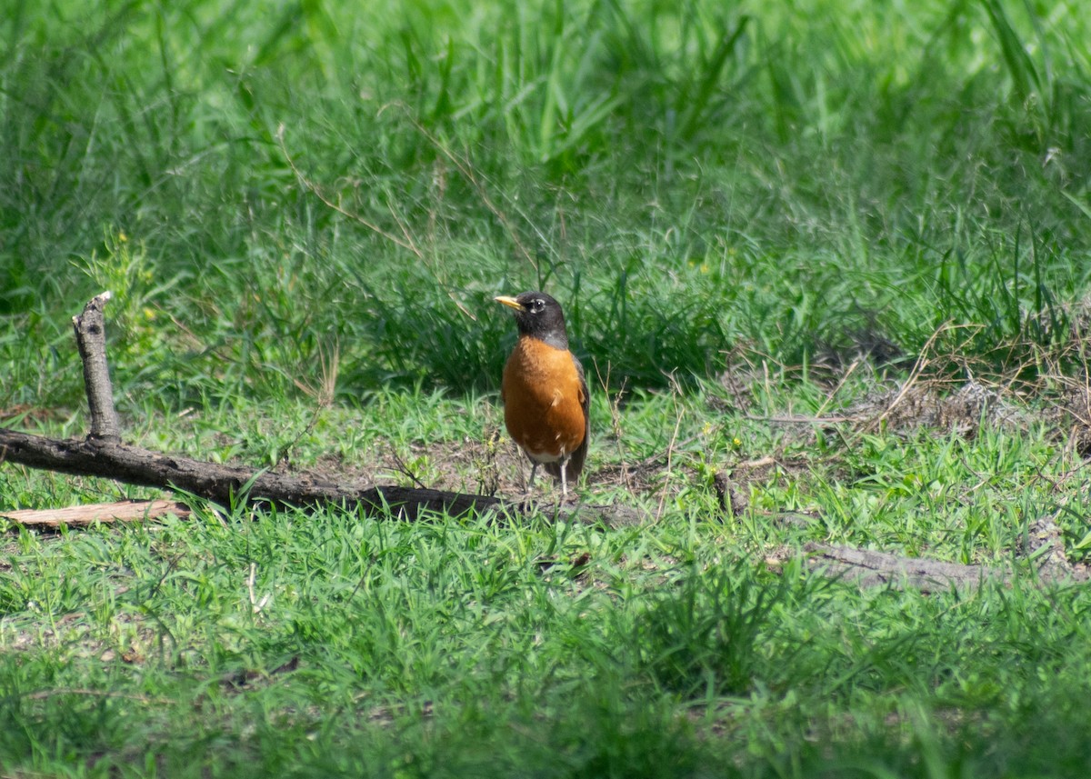 American Robin (migratorius Group) - ML621417517