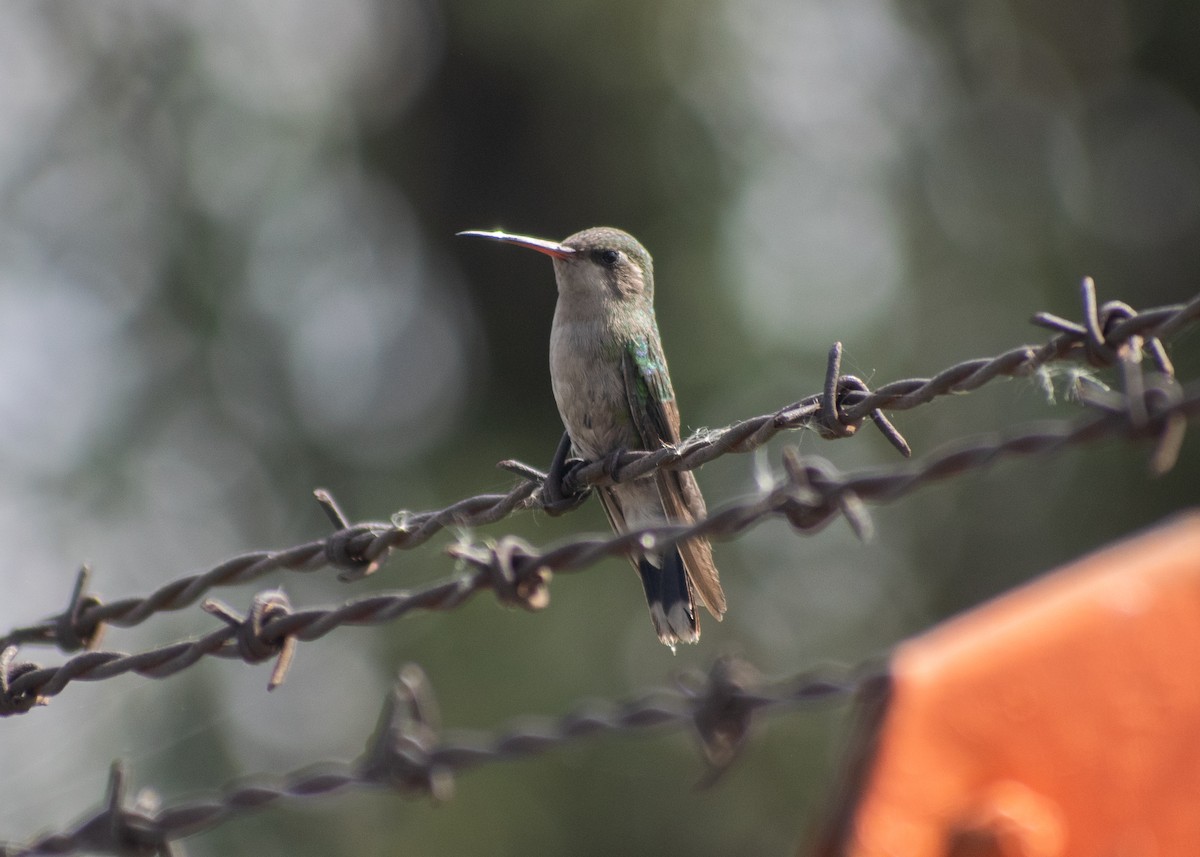 Broad-billed Hummingbird - ML621417521