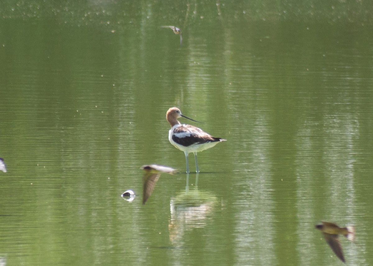 American Avocet - ML621417523