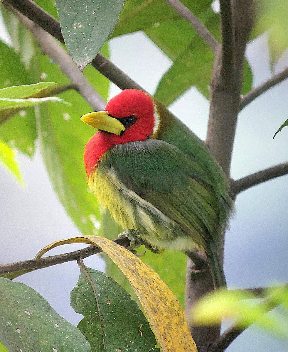 Red-headed Barbet - ML621417548