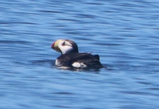 Horned Puffin - ML621417561