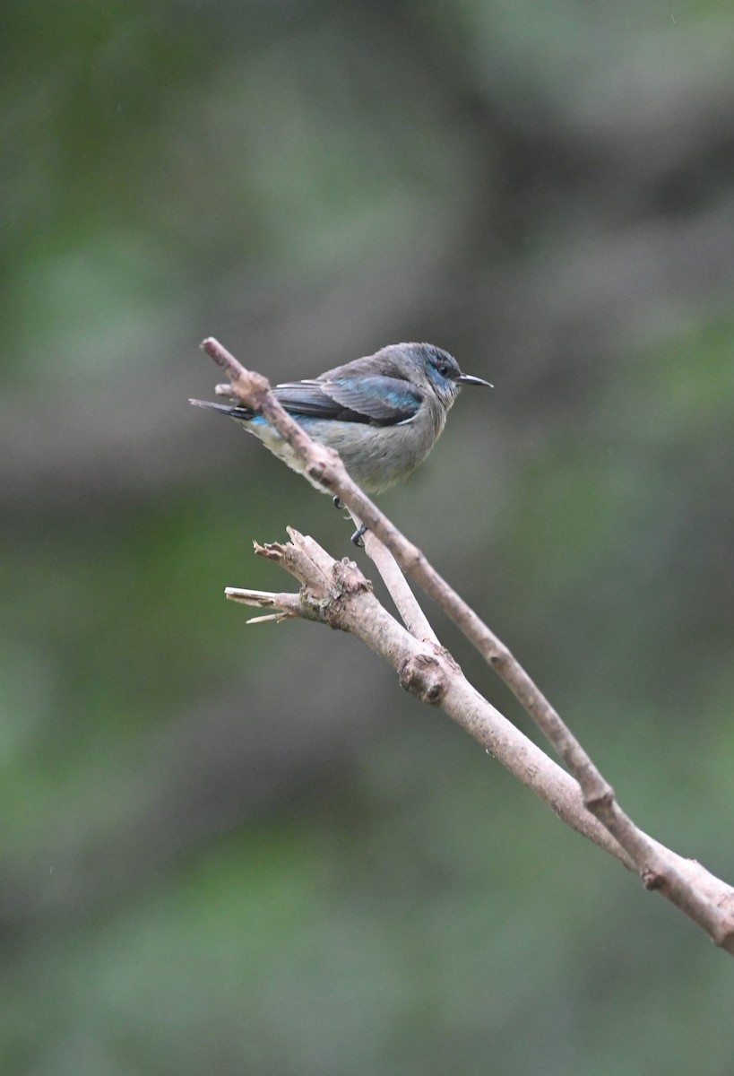 Black-legged Dacnis - ML621417563