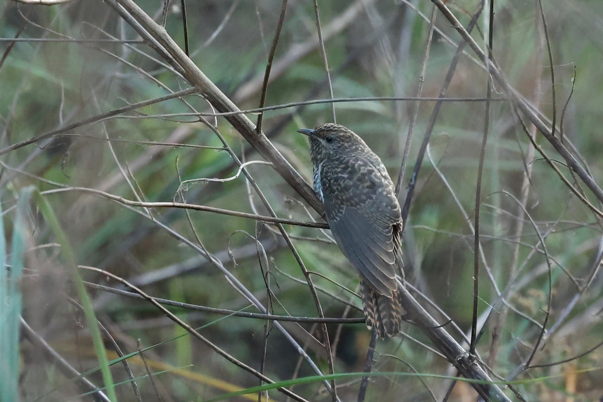 Brush Cuckoo - ML621417648