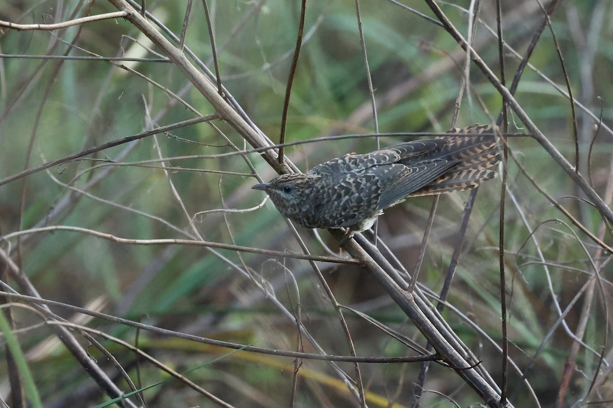 Brush Cuckoo - ML621417649