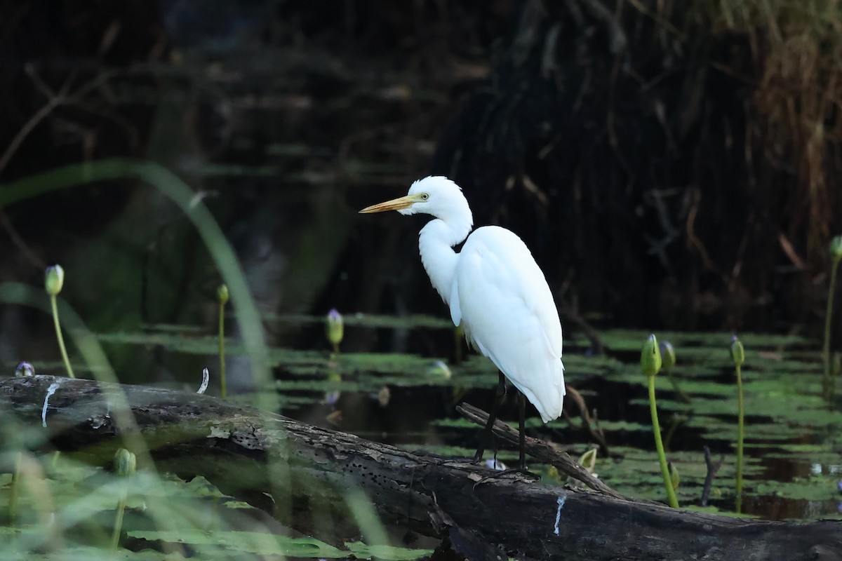 Plumed Egret - ML621417653