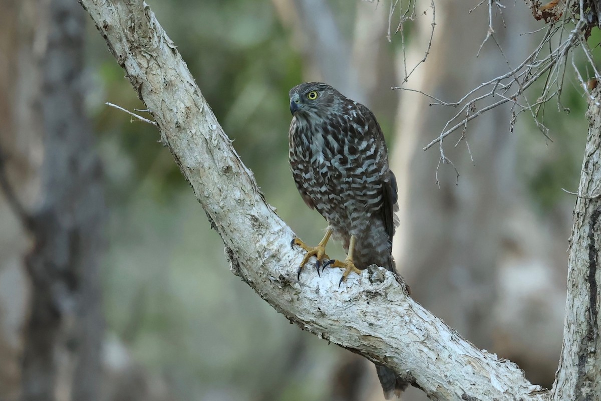 Brown Goshawk - ML621417679