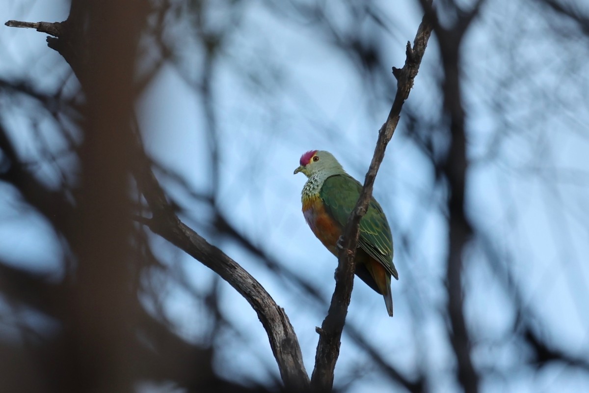 Rose-crowned Fruit-Dove - ML621417688