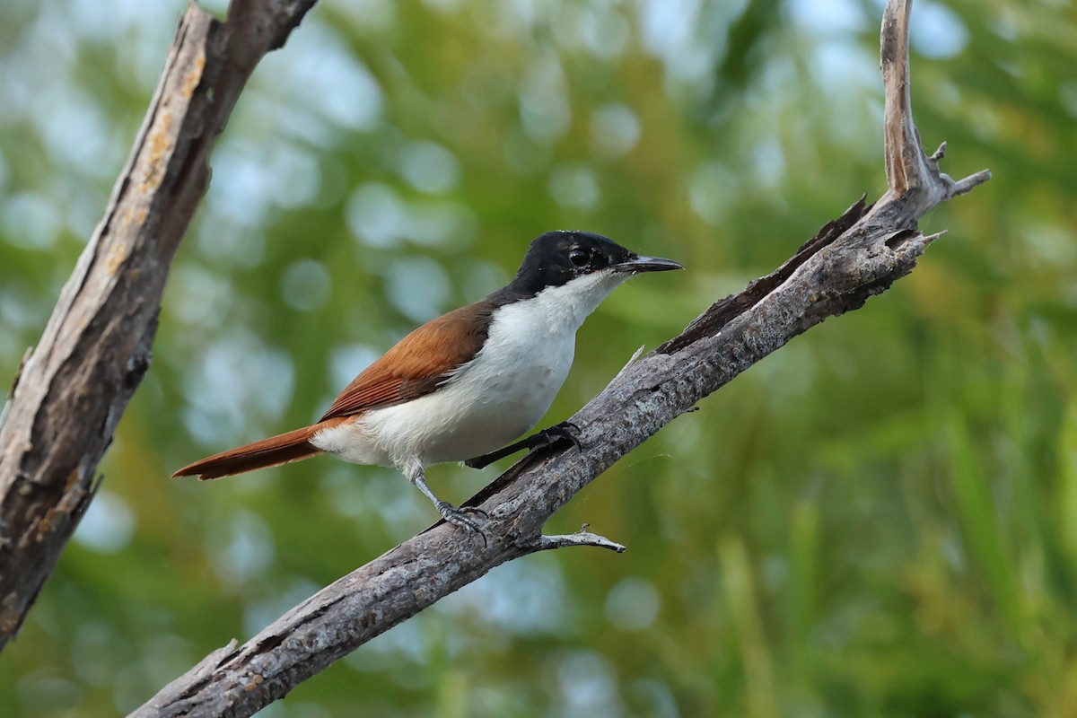 Shining Flycatcher - ML621417695