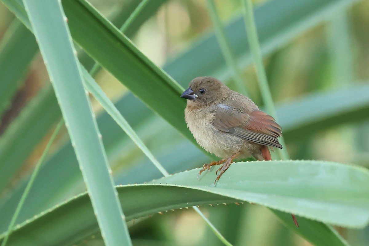 Crimson Finch - ML621417700