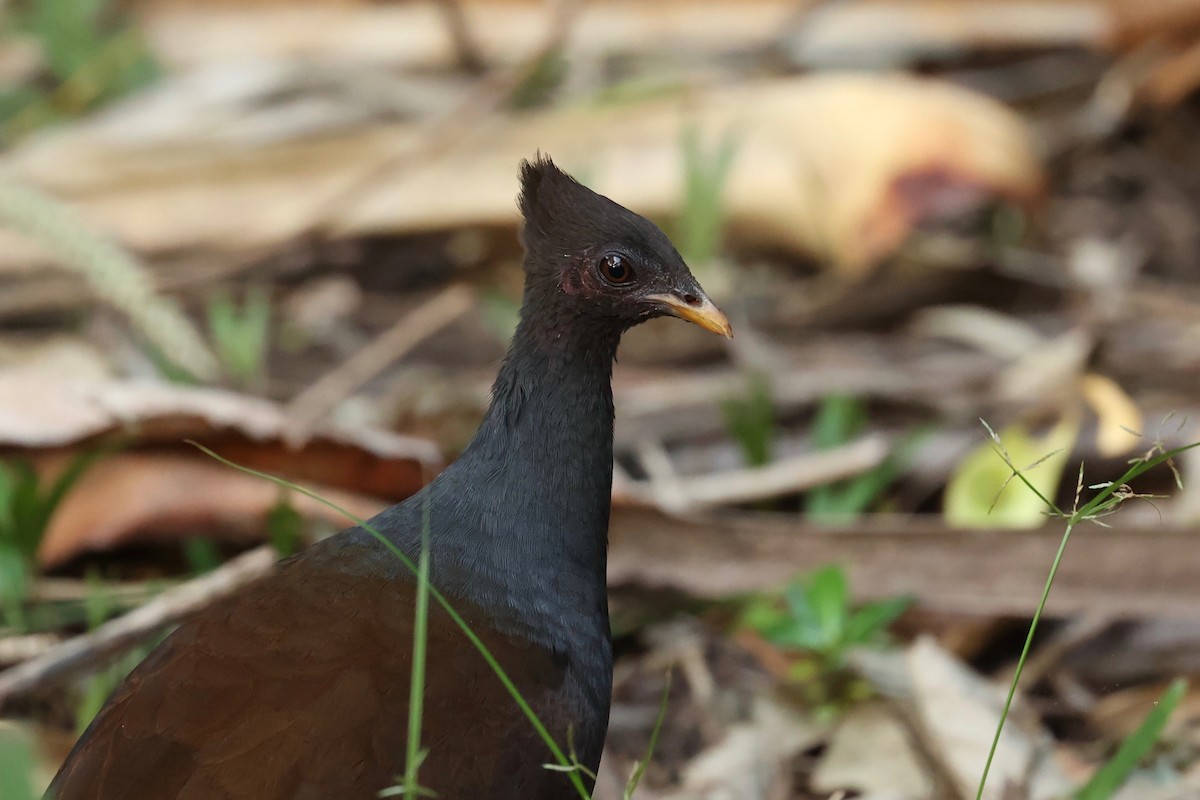 Orange-footed Megapode - ML621417730