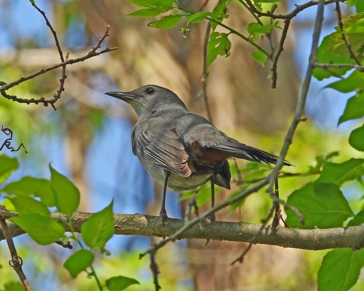 Gray Catbird - ML621417731