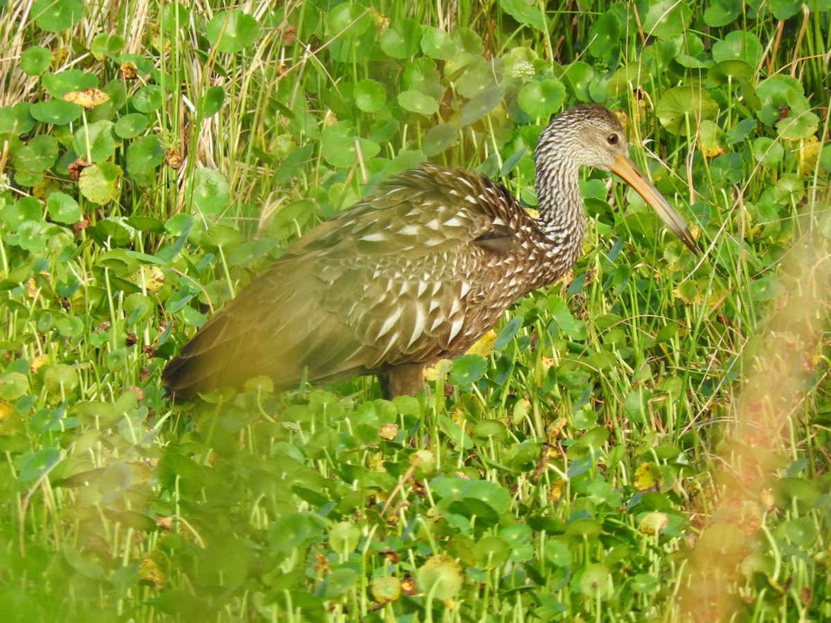 Limpkin - ML621417744