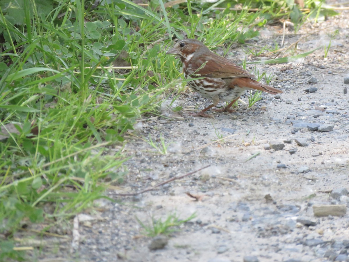 Fox Sparrow - ML621417745