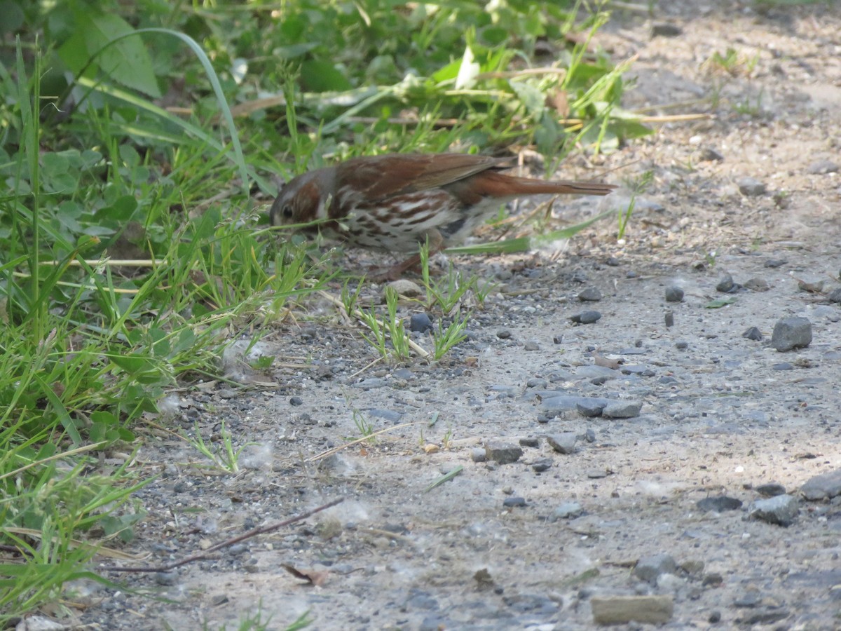 Fox Sparrow - ML621417746