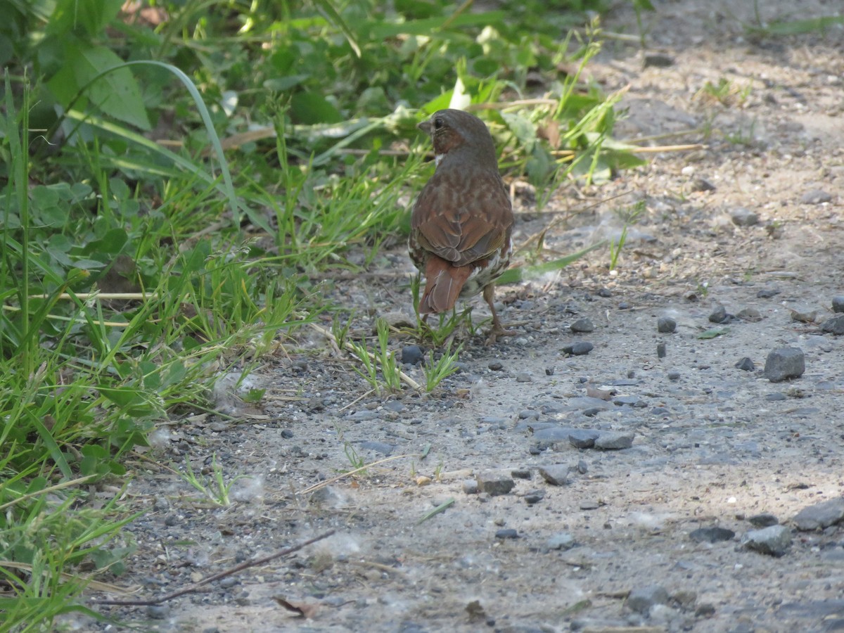 Fox Sparrow - ML621417747