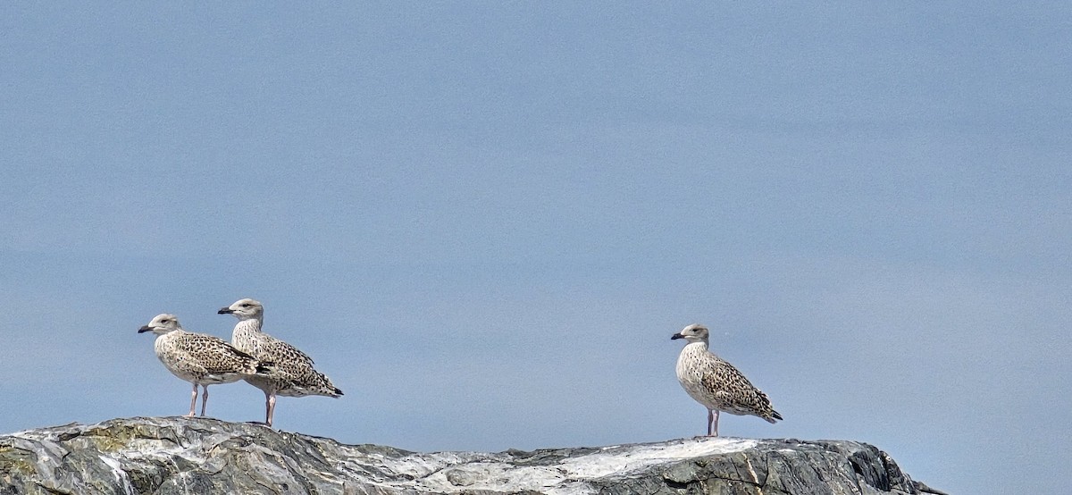 Great Black-backed Gull - patrick horan