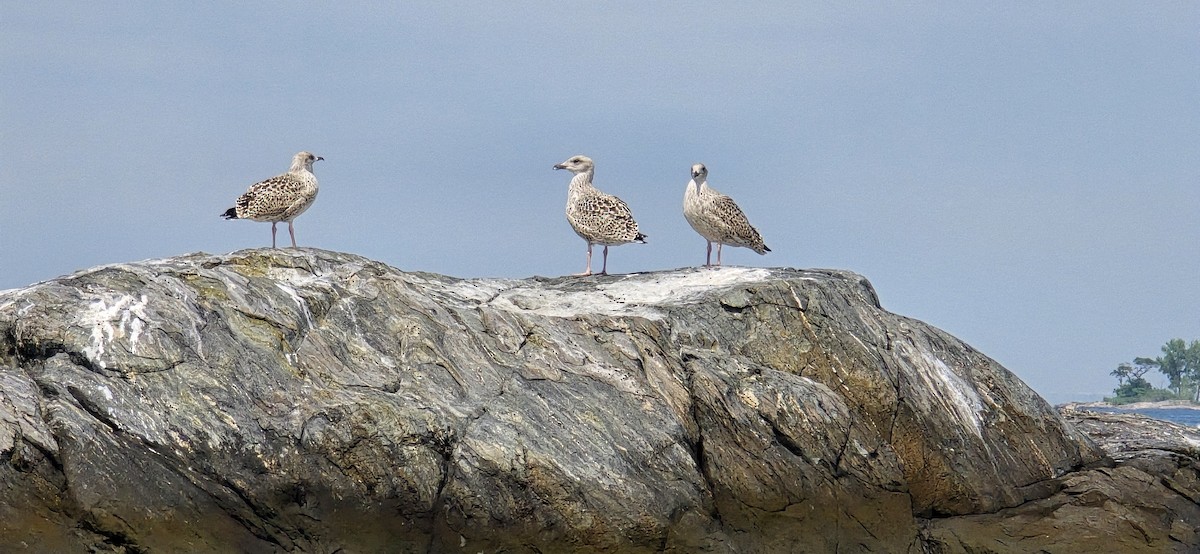 Great Black-backed Gull - ML621417758