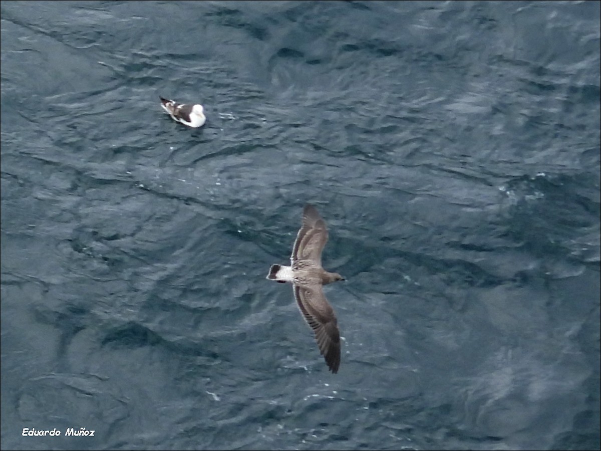 Kelp Gull (dominicanus) - ML621417791