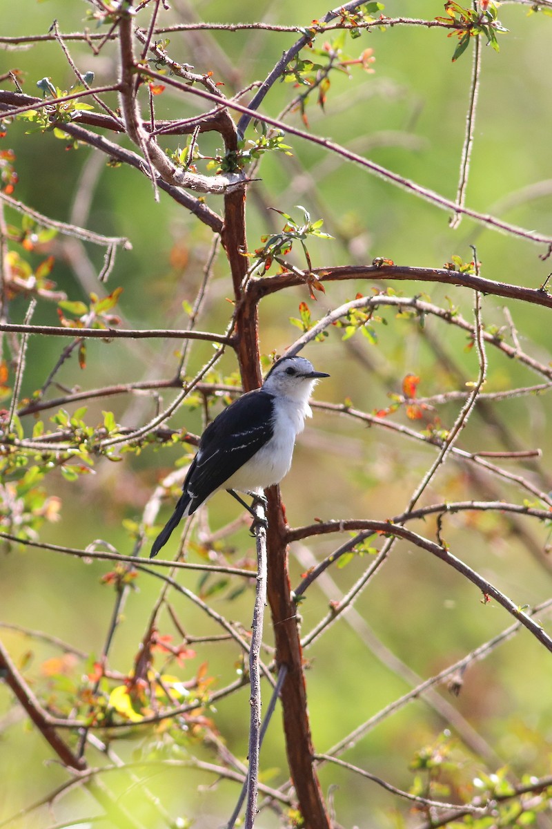 Black-backed Water-Tyrant - ML621417795