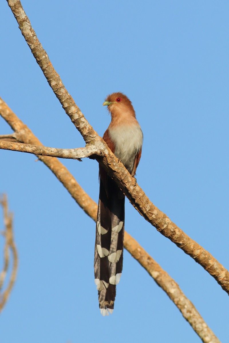 Common Squirrel-Cuckoo - ML621417814