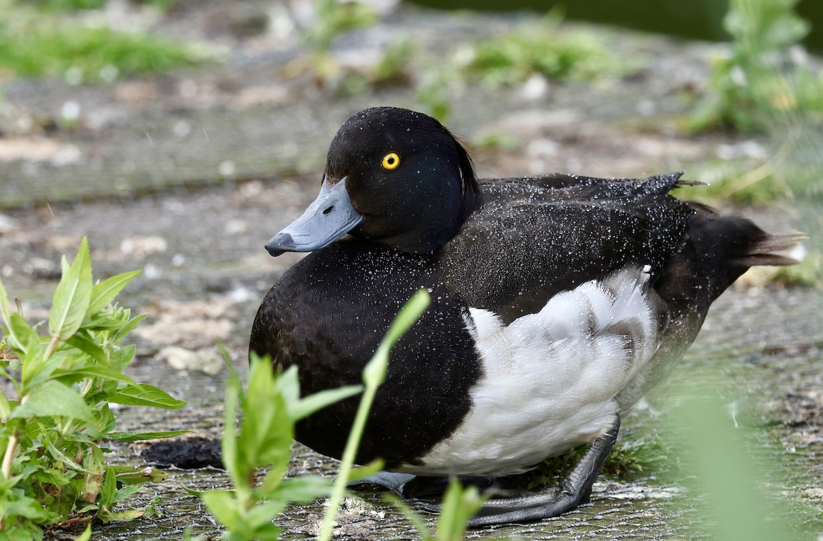 Tufted Duck - ML621417875